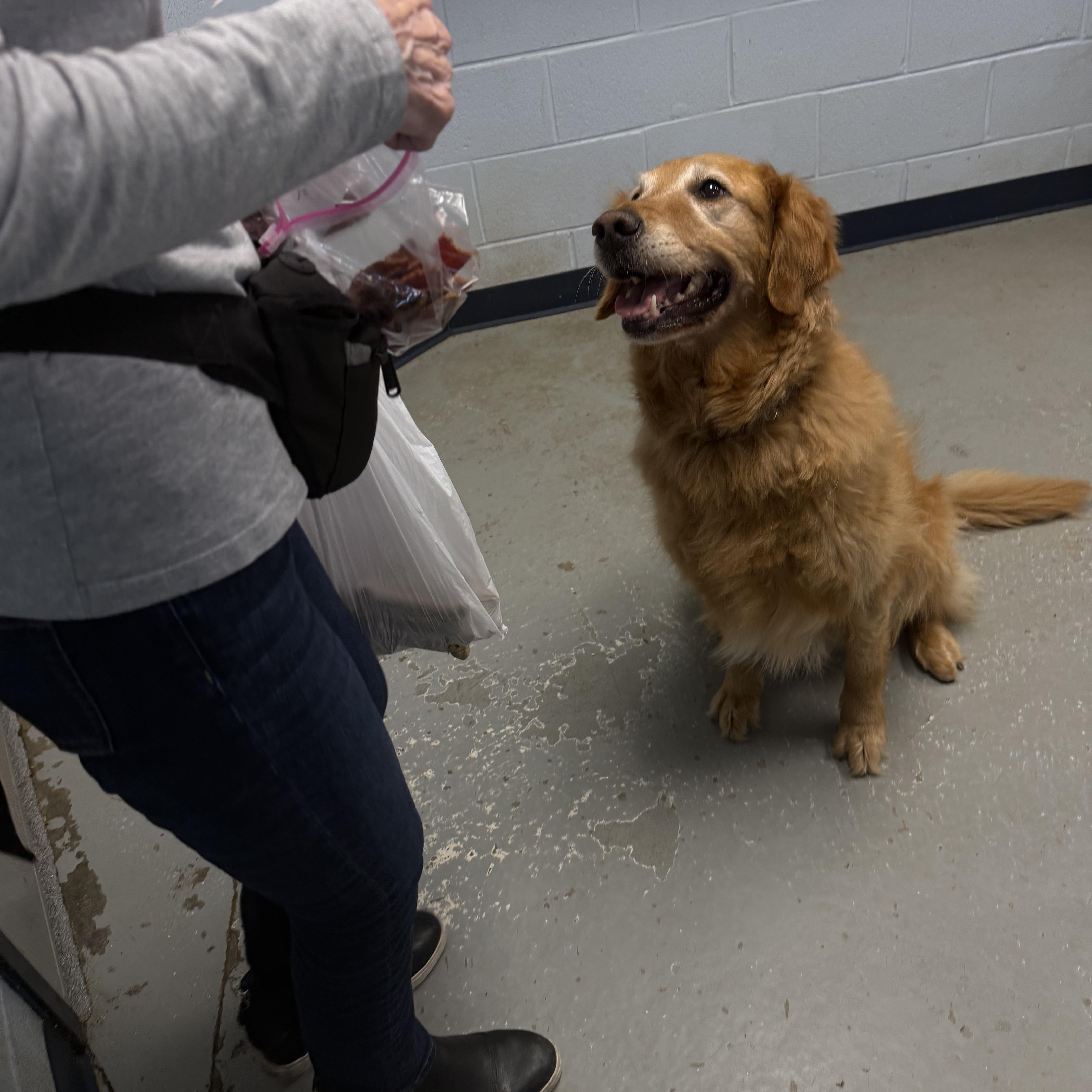 Enlarge Sonny, an adopted Golden Retriever in Yonkers, NY image 3/5