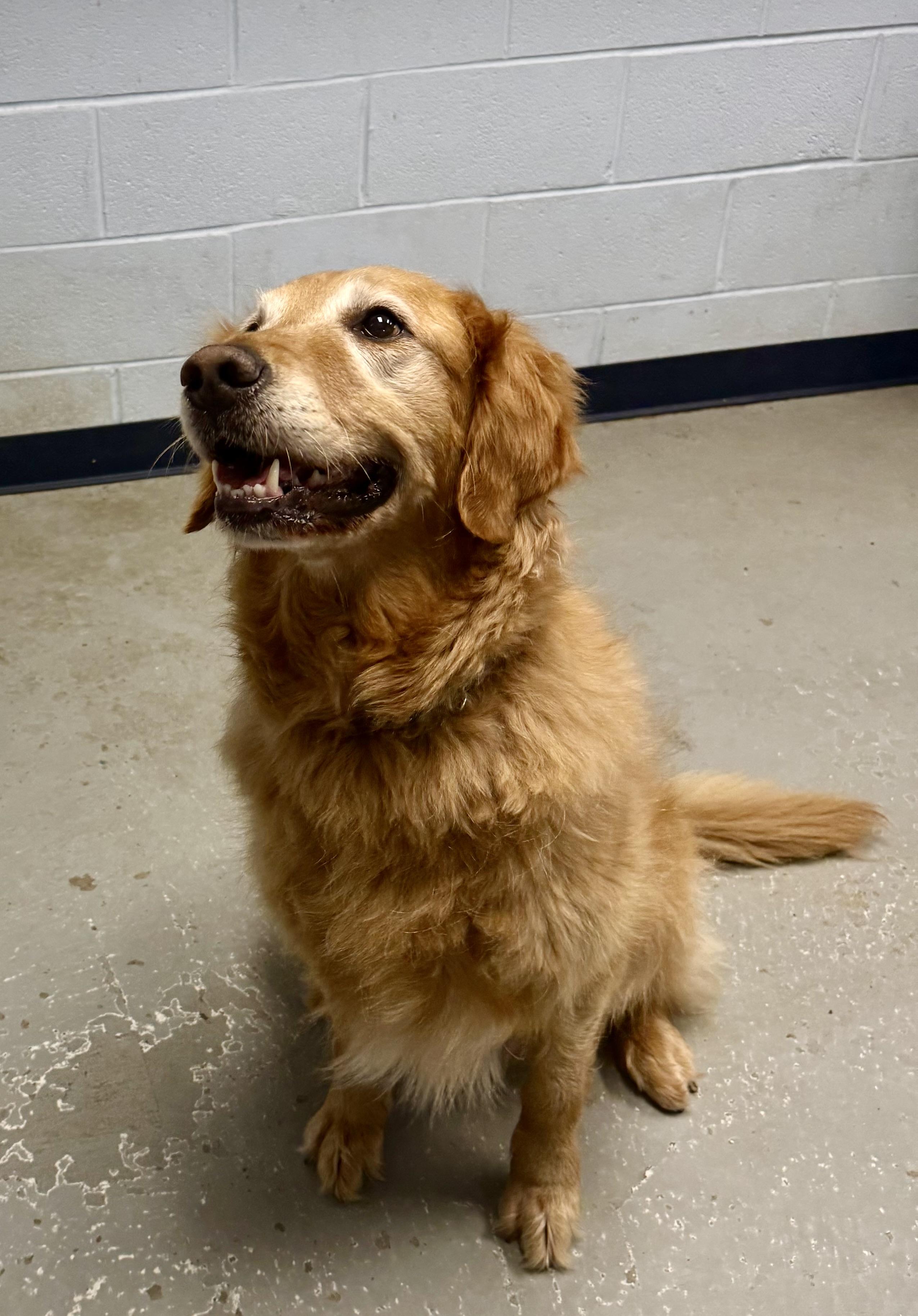 Sonny, adopted, Adult Male Golden Retriever.