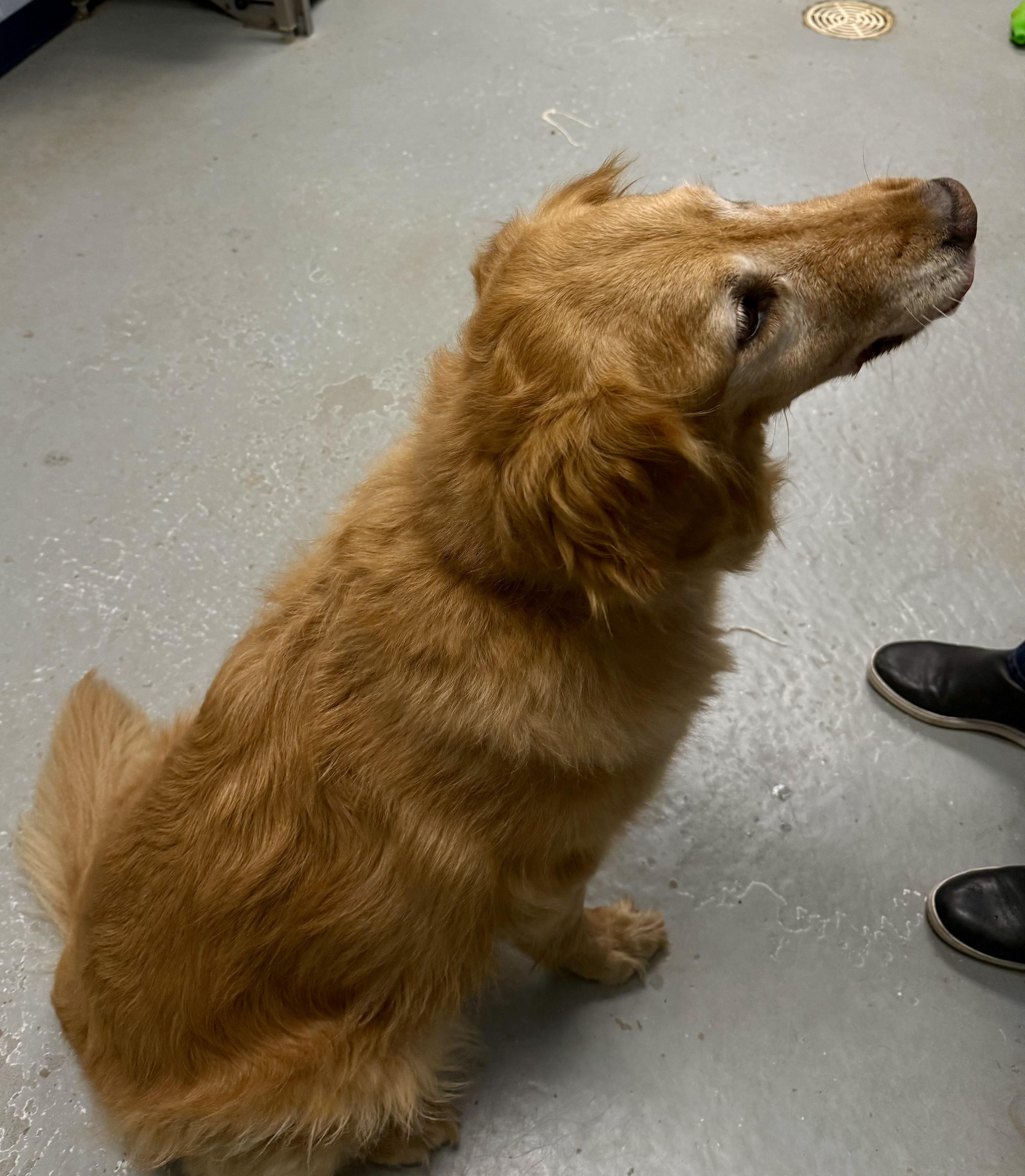 Enlarge Sonny, an adopted Golden Retriever in Yonkers, NY image 4/5