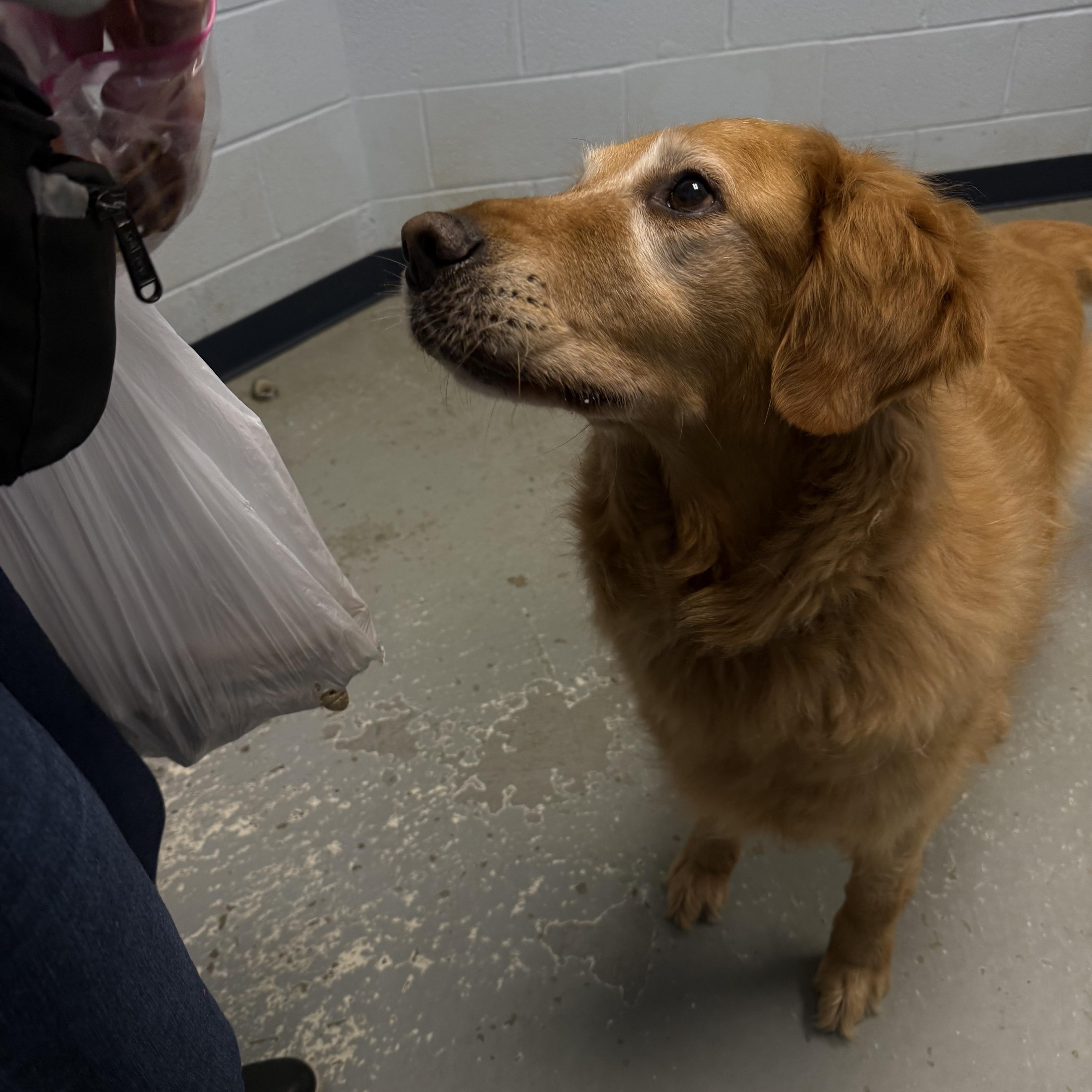 Enlarge Sonny, an adopted Golden Retriever in Yonkers, NY image 2/5
