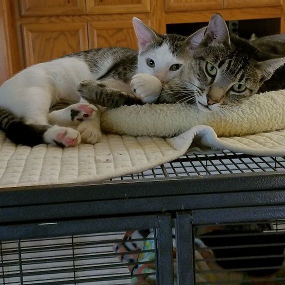 Enlarge Rocky and Springer, a Adoptable mixed breed in Magnolia, TX image 1/12