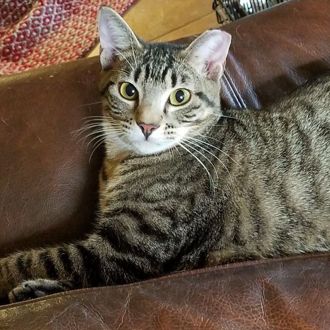 Rocky and Springer, an adoptable Domestic Short Hair in Magnolia, TX, 77355 | Photo Image 5