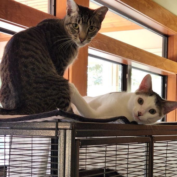 Rocky and Springer, an adoptable Domestic Short Hair in Magnolia, TX, 77355 | Photo Image 3