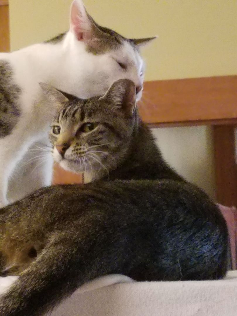 Enlarge Rocky and Springer, a Adoptable mixed breed in Magnolia, TX image 4/12