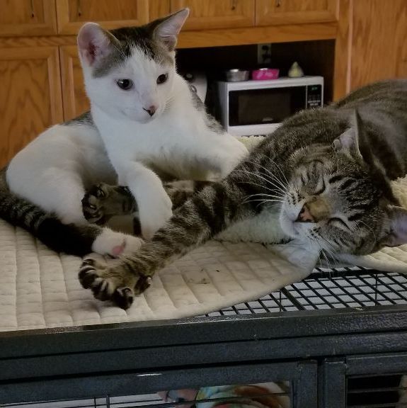 Enlarge Rocky and Springer, a Adoptable mixed breed in Magnolia, TX image 5/12