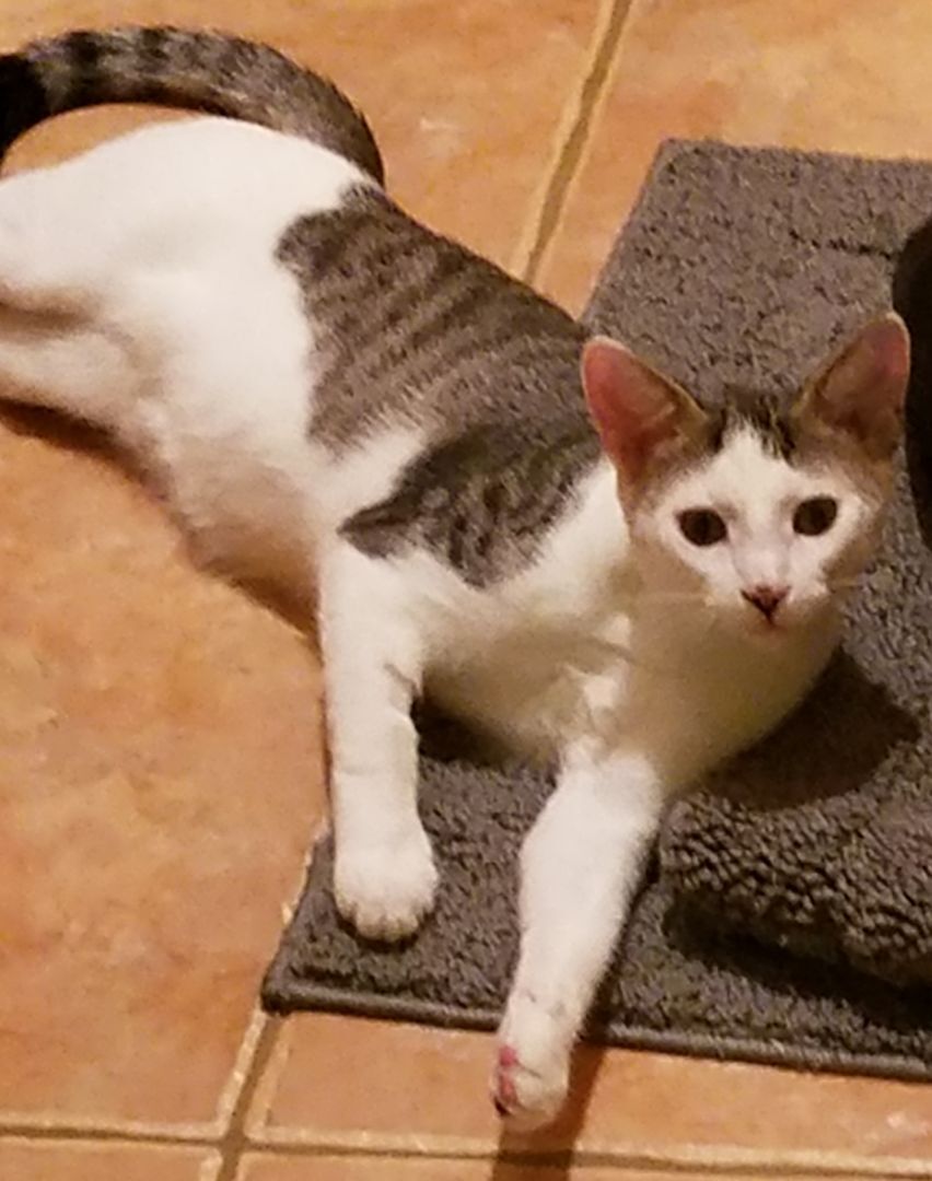 Enlarge Rocky and Springer, a Adoptable mixed breed in Magnolia, TX image 6/12