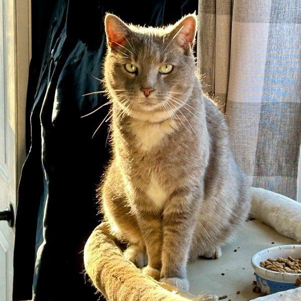 Yukon, a Adoptable Domestic Short Hair in Maryville, TN image 1/3