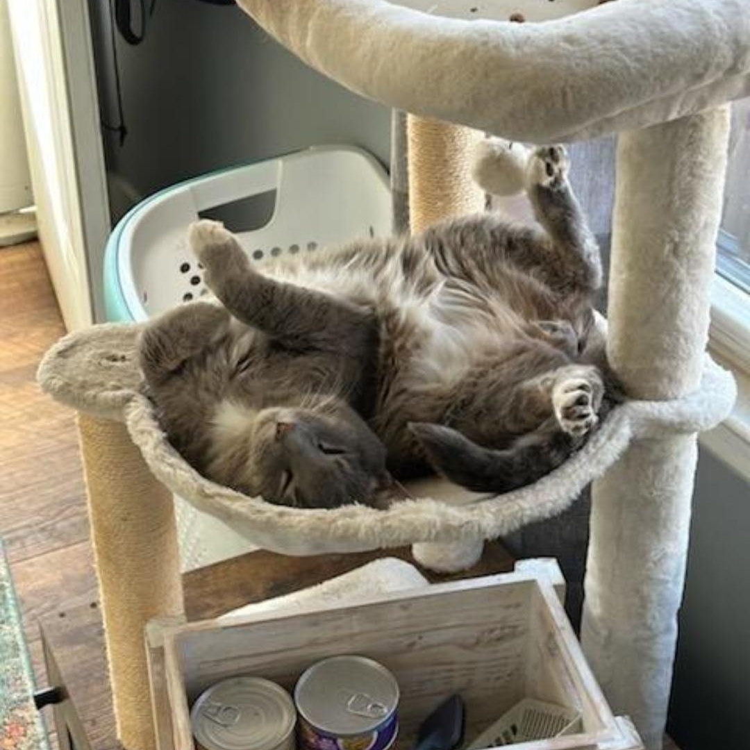 Yukon, Adoptable, Adult Male Domestic Short Hair.