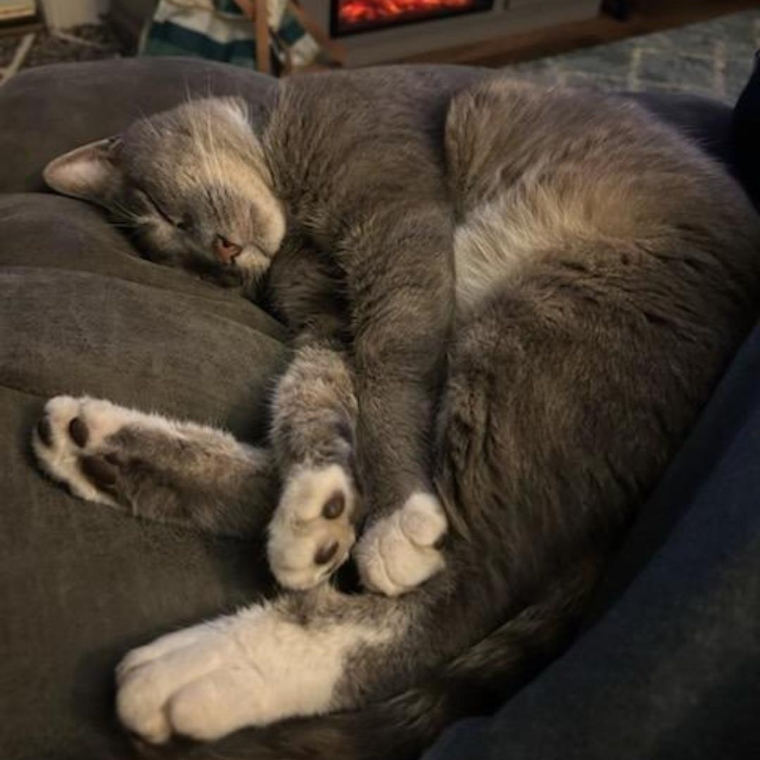 Yukon, a Adoptable Domestic Short Hair in Maryville, TN image 3/3