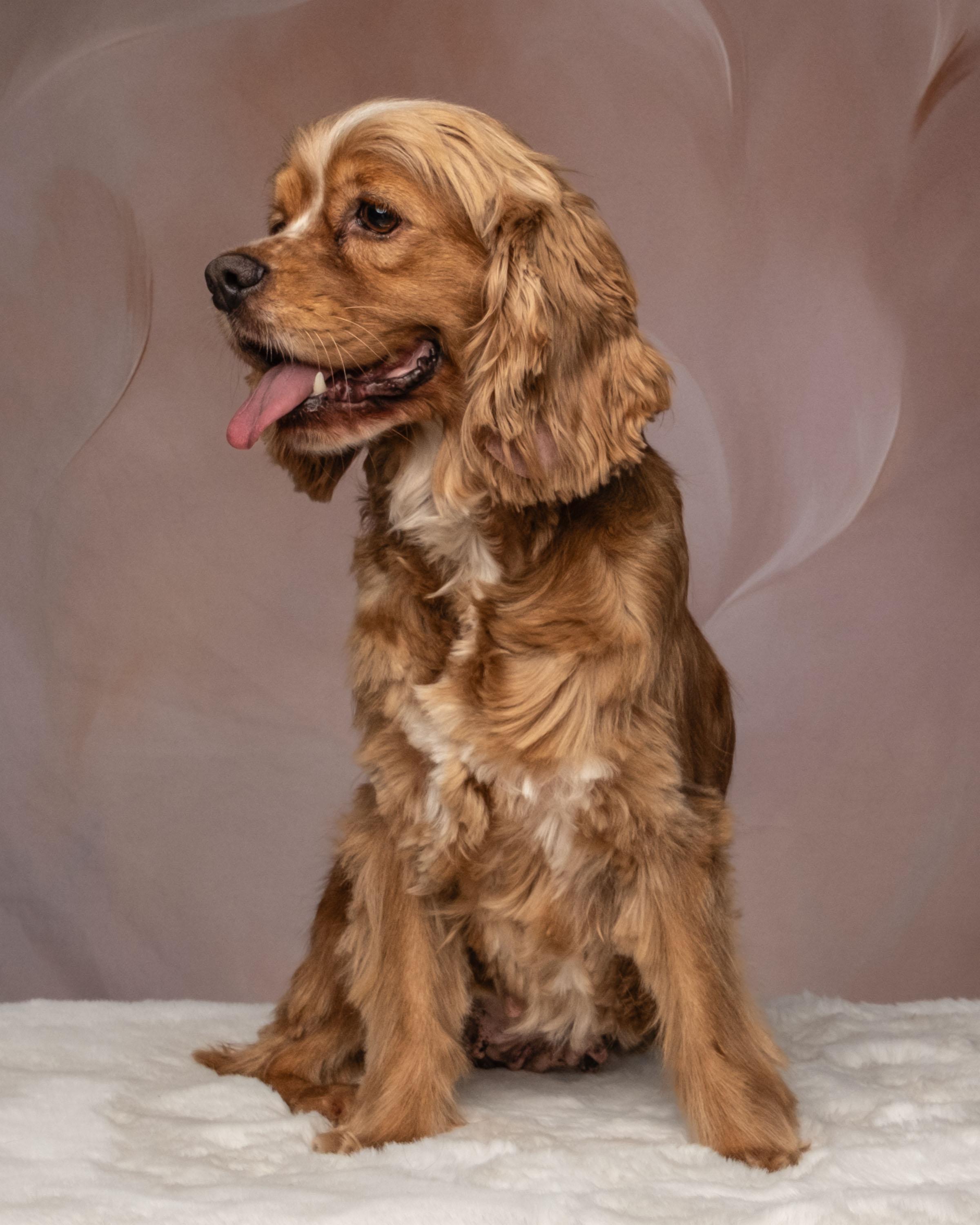 Pixie, an adopted Cocker Spaniel in Aiken, SC image 4/4