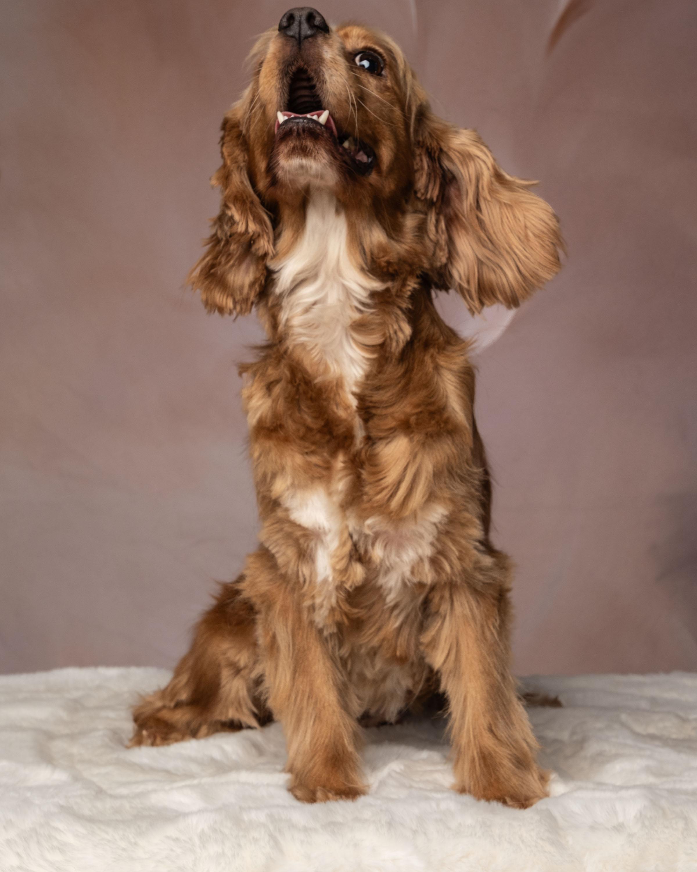 Pixie, an adopted Cocker Spaniel in Aiken, SC image 3/4