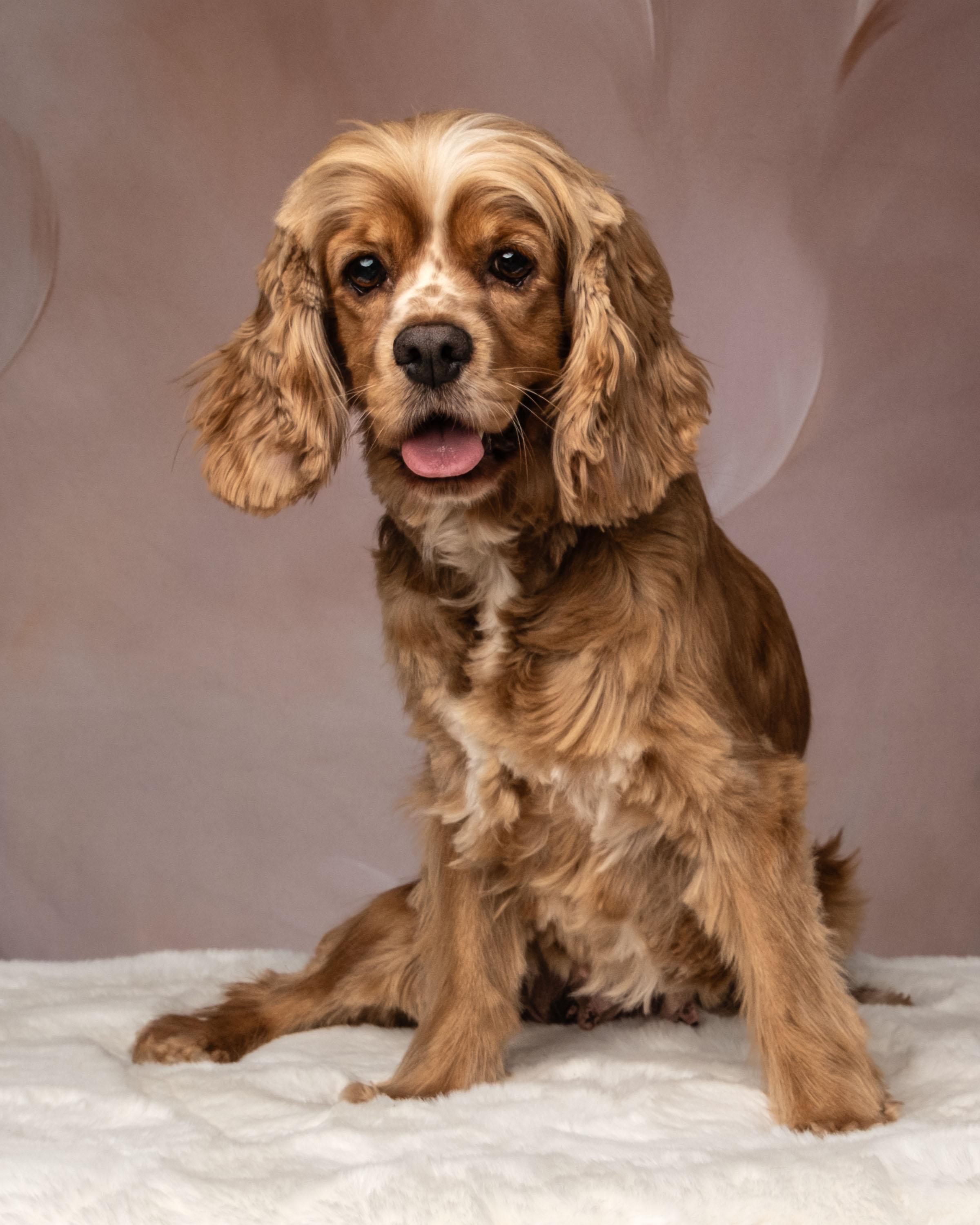 Pixie, adopted, Adult Female Cocker Spaniel.