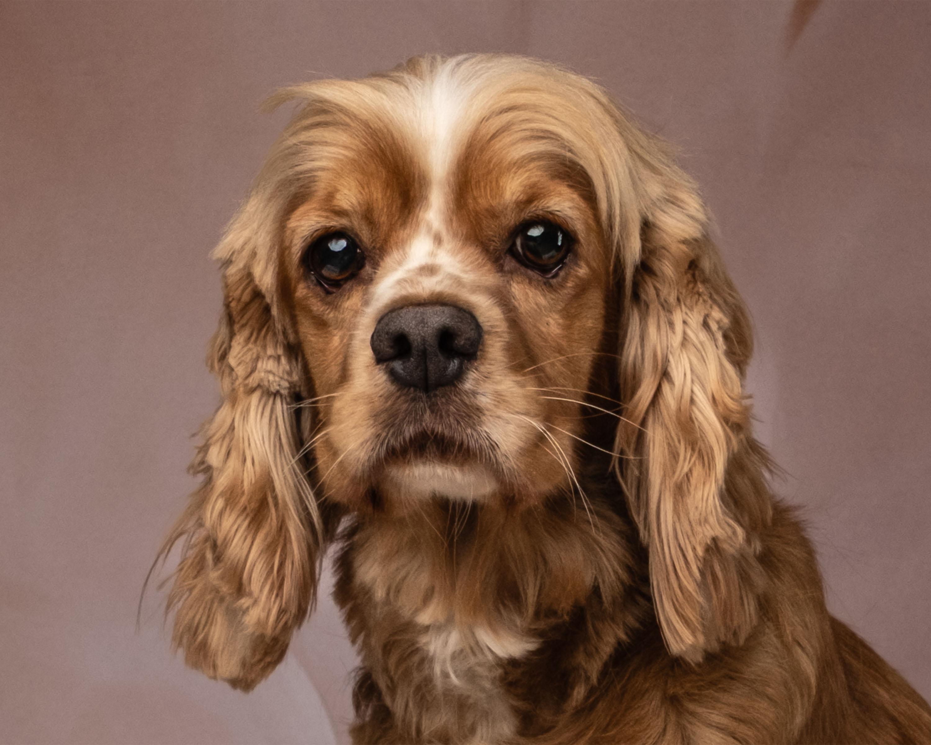 Pixie, an adopted Cocker Spaniel in Aiken, SC image 2/4