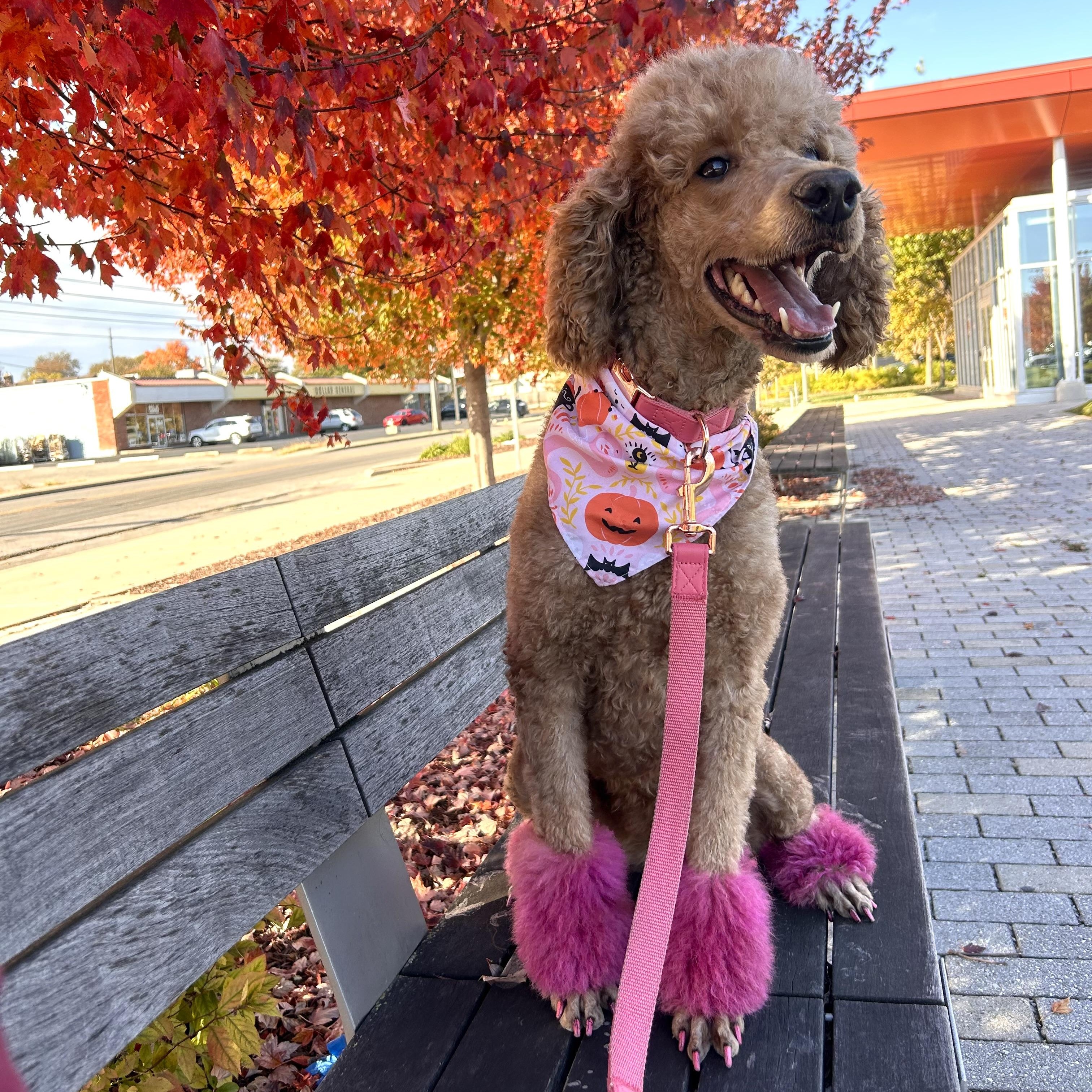 Enlarge Peach, a Adoptable Standard Poodle in Indianapolis, IN image 4/4