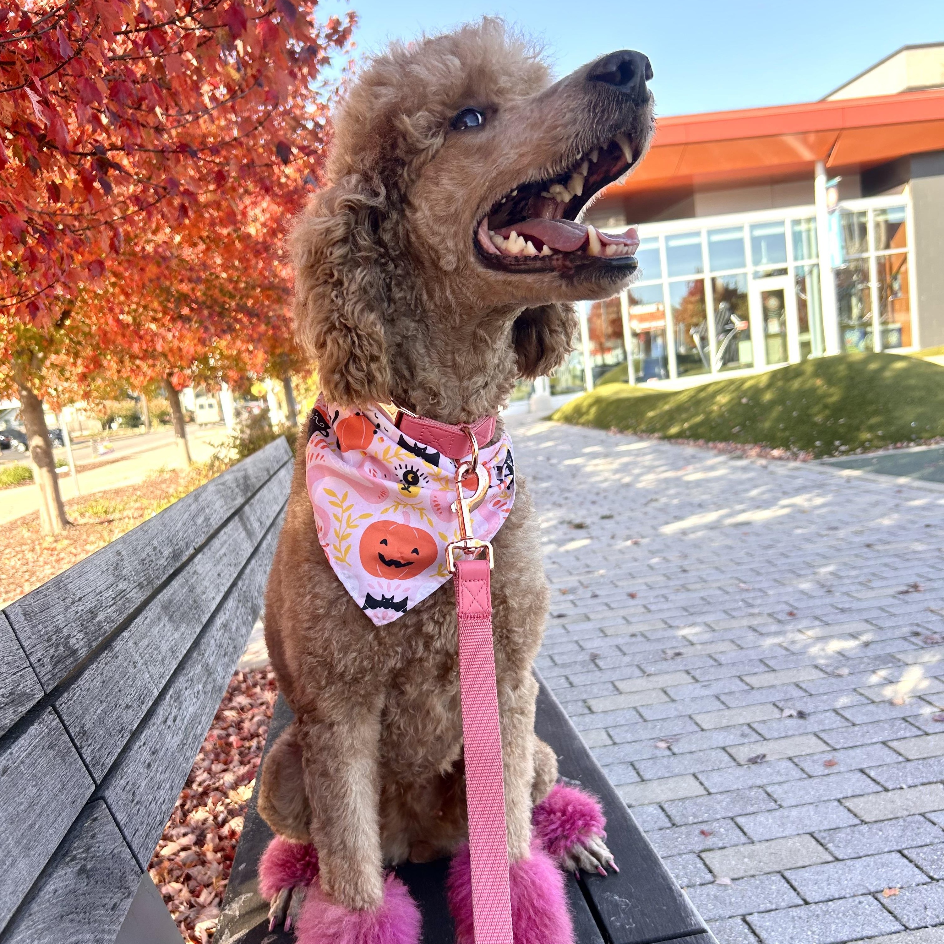 Peach, Adoptable, Adult Female Standard Poodle.