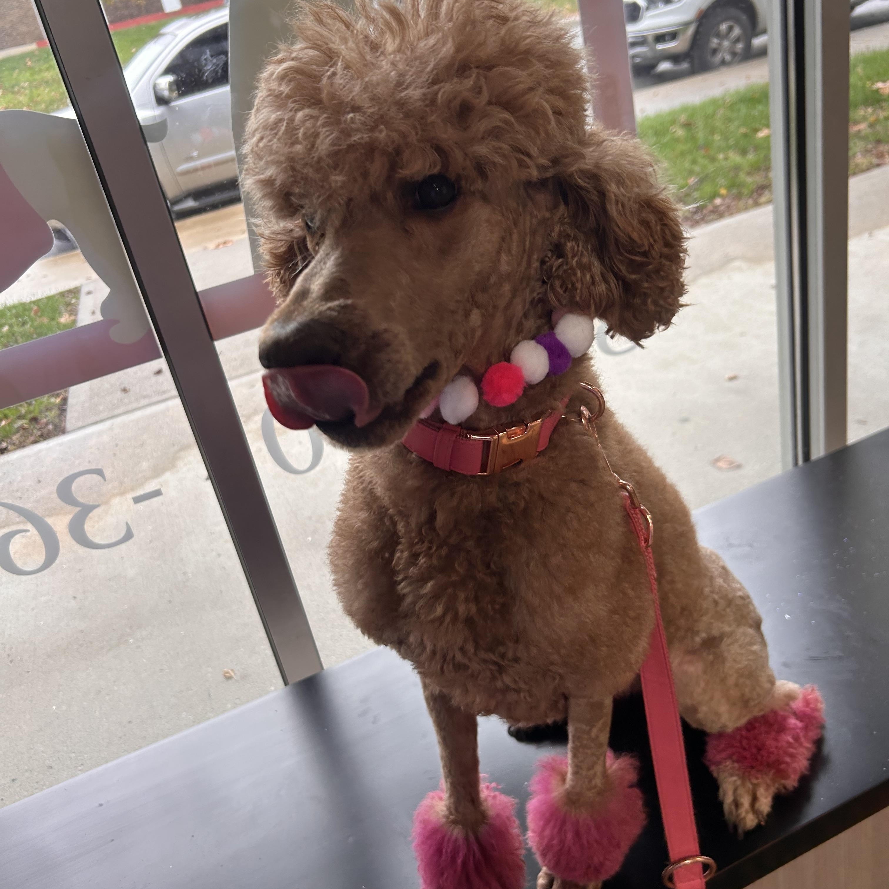 Enlarge Peach, a Adoptable Standard Poodle in Indianapolis, IN image 3/4