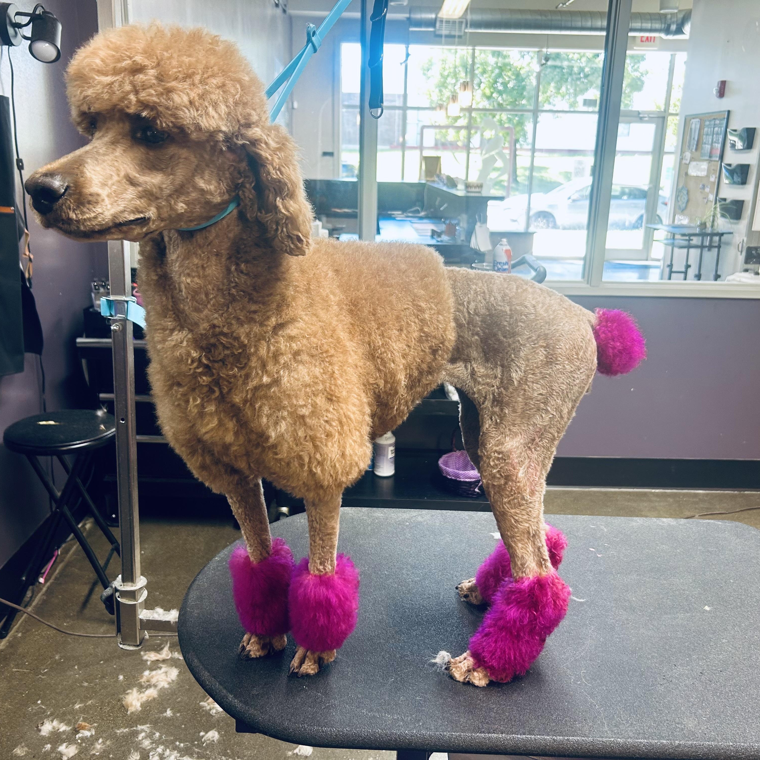 Enlarge Peach, a Adoptable Standard Poodle in Indianapolis, IN image 2/4