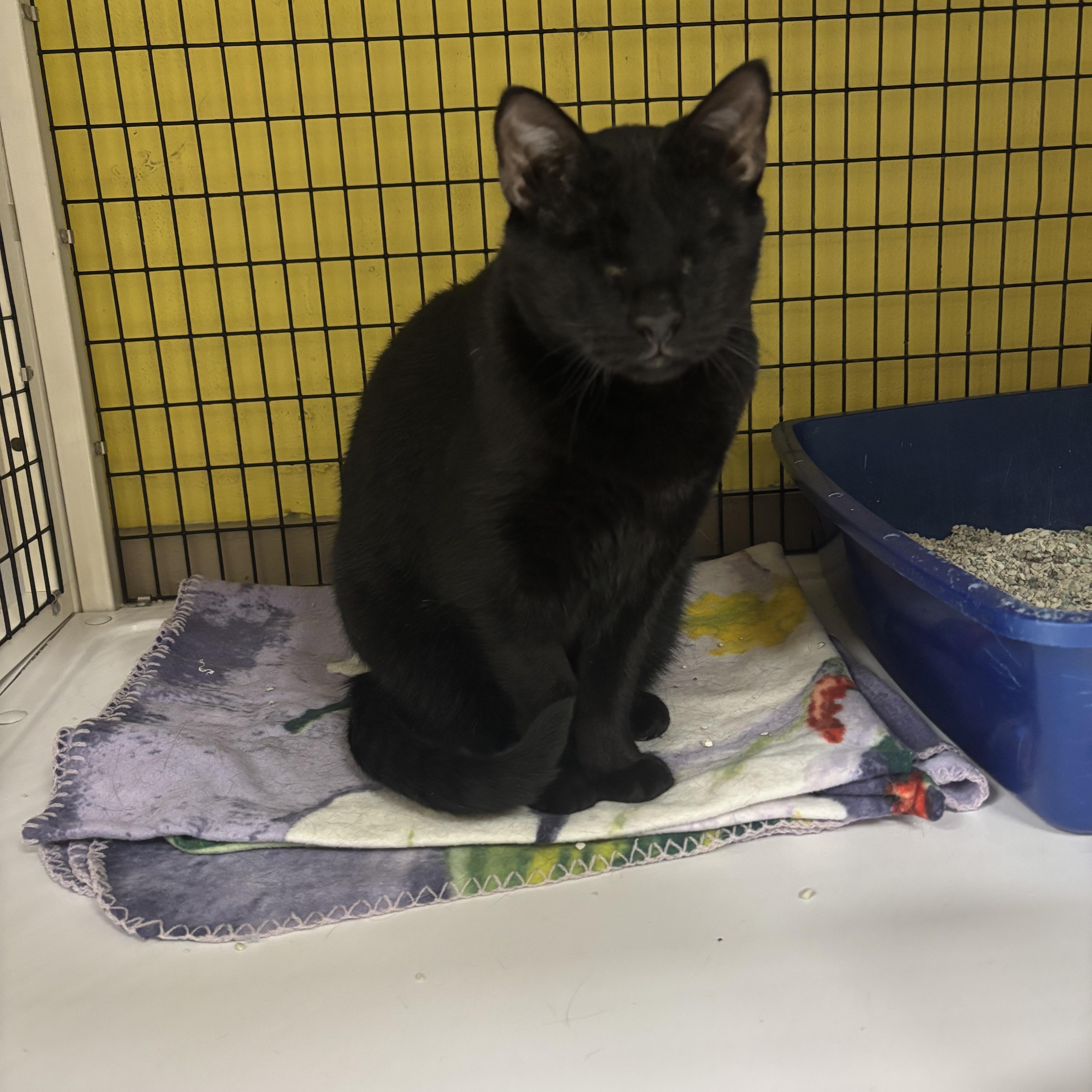 Dante, Adoptable, Adult Male Domestic Short Hair.