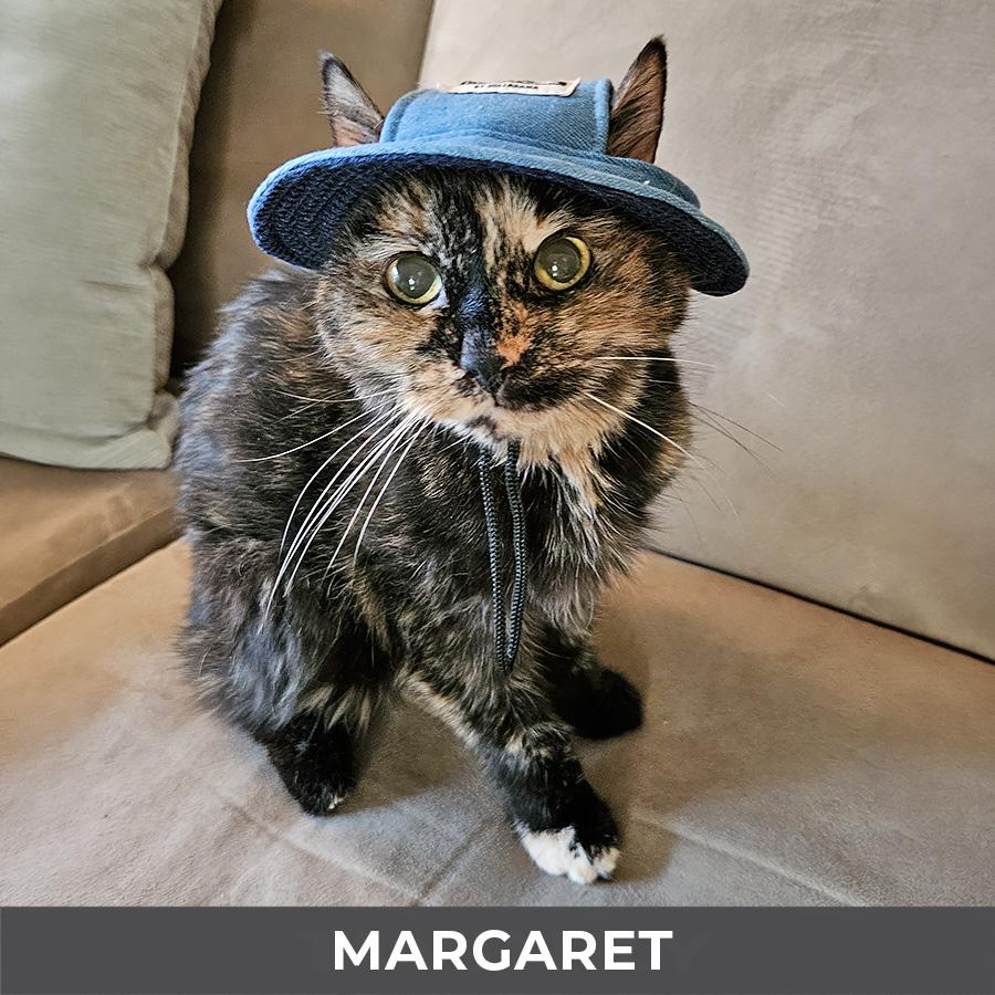 Margaret, a ADOPTABLE Domestic Short Hair in Etobicoke, ON image 2/6