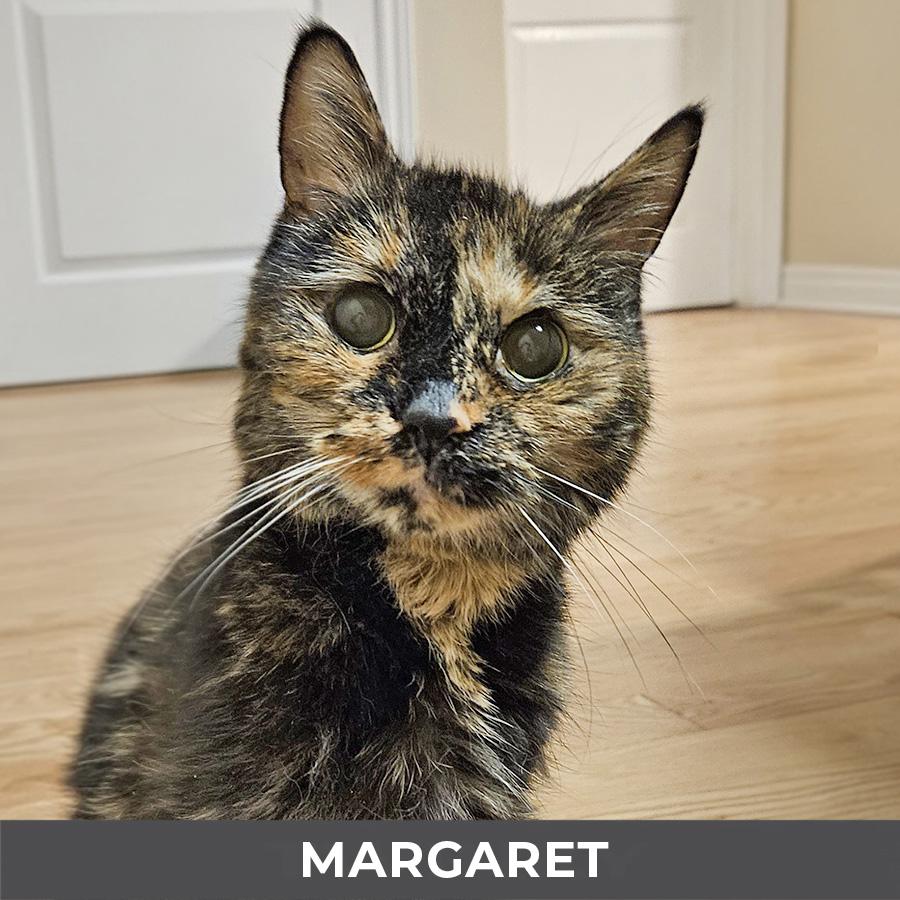 Margaret, a ADOPTABLE Domestic Short Hair in Etobicoke, ON image 1/6