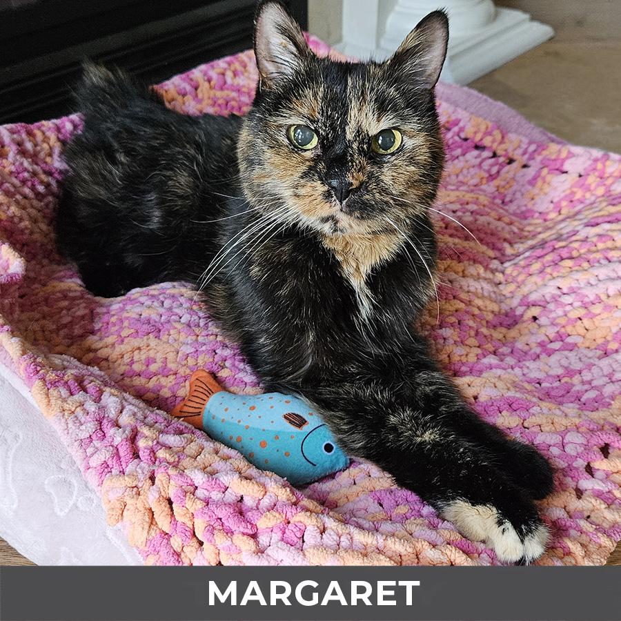 Margaret, a ADOPTABLE Domestic Short Hair in Etobicoke, ON image 6/6