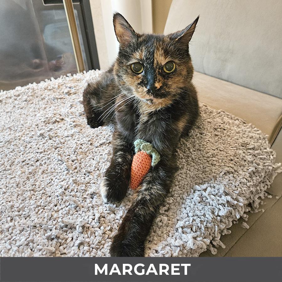 Margaret, a ADOPTABLE Domestic Short Hair in Etobicoke, ON image 3/6