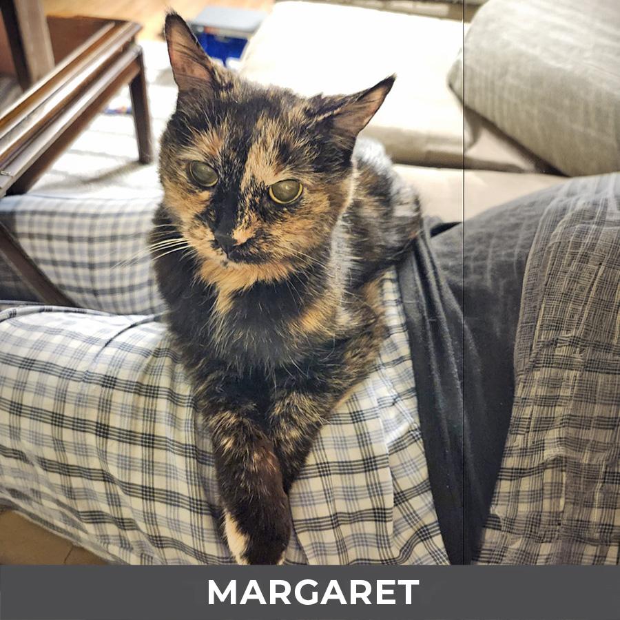 Margaret, a ADOPTABLE Domestic Short Hair in Etobicoke, ON image 5/6