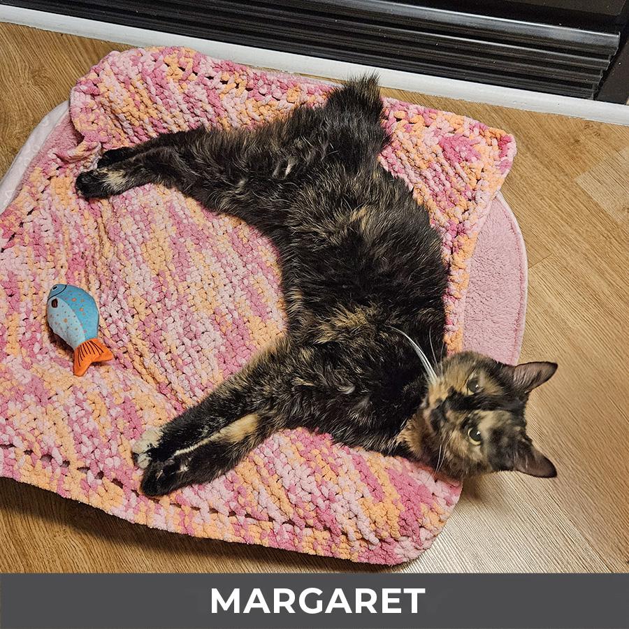 Margaret, a ADOPTABLE Domestic Short Hair in Etobicoke, ON image 4/6