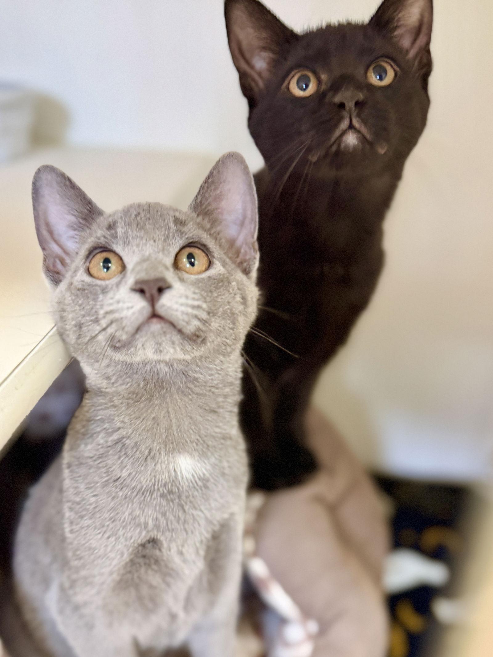 Enlarge Maple (Kitten 4), a Adoptable Domestic Short Hair in West Cornwall, CT image 3/3