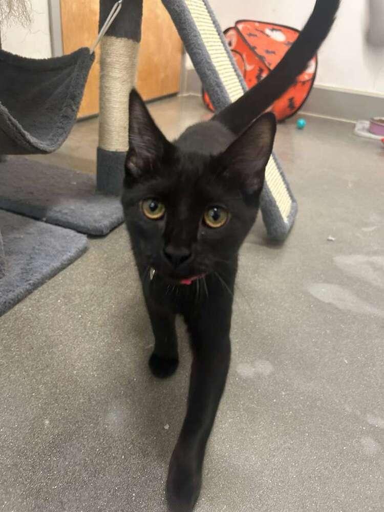 Enlarge Mae, a Adoptable Domestic Short Hair in Orlando, FL image 1/3