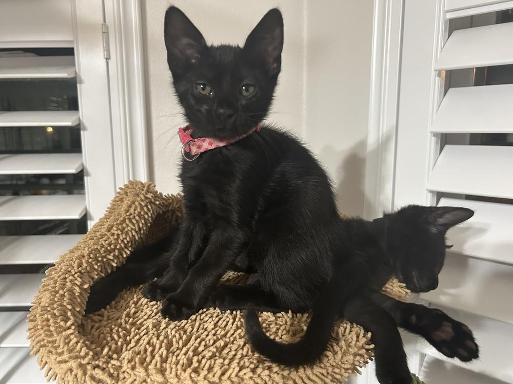 Mae, Adoptable, Kitten Female Domestic Short Hair.