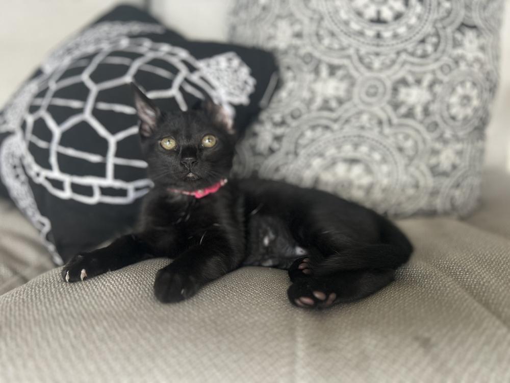 Enlarge Mae, a Adoptable Domestic Short Hair in Orlando, FL image 3/3