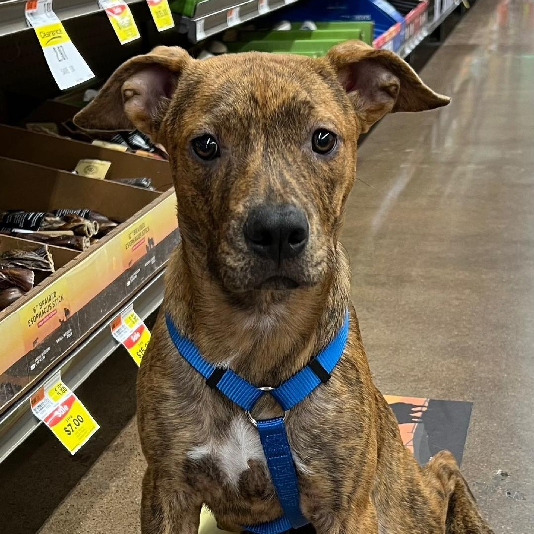 Laramie (Lolly), a Adoptable mixed breed in Carrollton, TX image 1/5