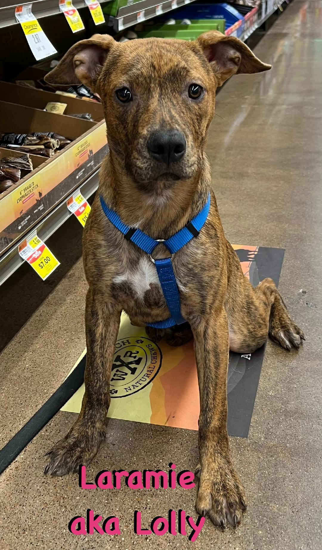 Enlarge Laramie (Lolly), a Adoptable mixed breed in Carrollton, TX image 1/5