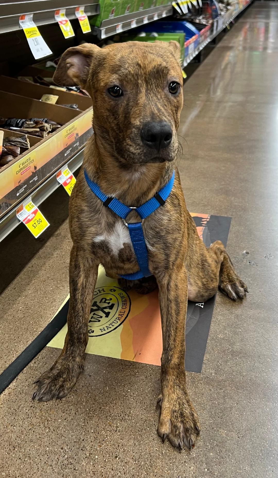 Enlarge Laramie (Lolly), a Adoptable mixed breed in Carrollton, TX image 3/5