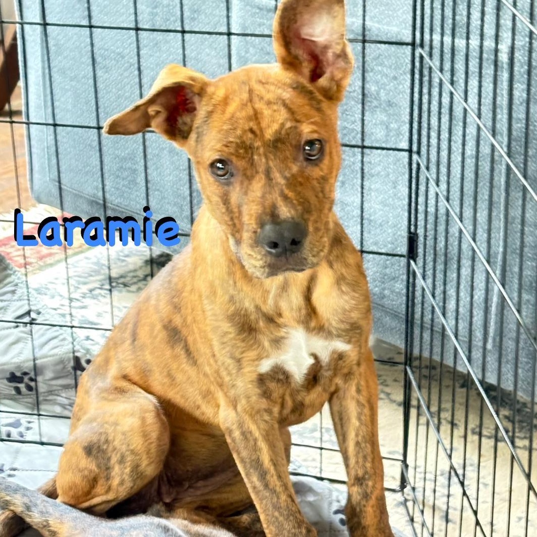 Laramie (Lolly), a Adoptable mixed breed in Carrollton, TX image 5/5