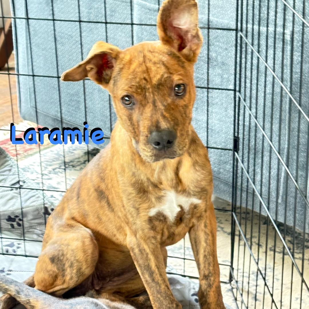 Enlarge Laramie (Lolly), a Adoptable mixed breed in Carrollton, TX image 5/5