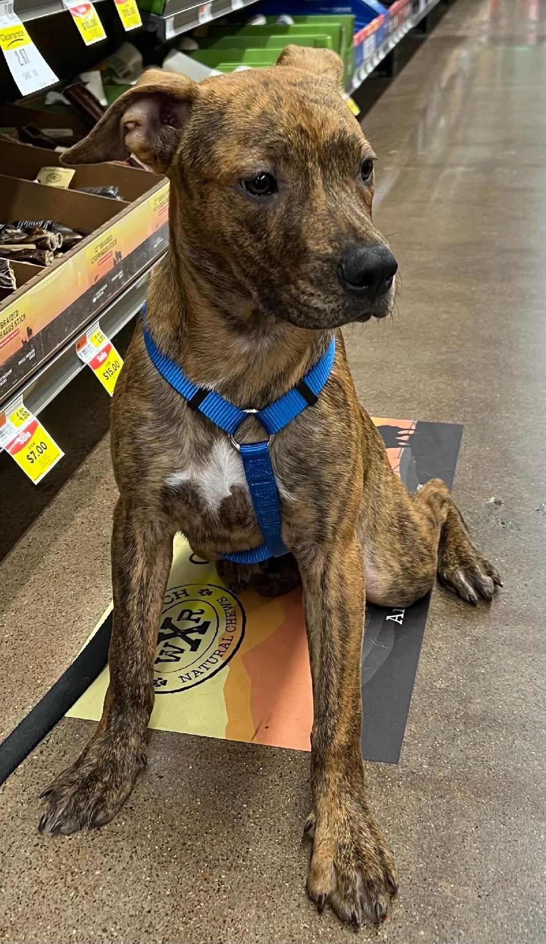 Enlarge Laramie (Lolly), a Adoptable mixed breed in Carrollton, TX image 2/5