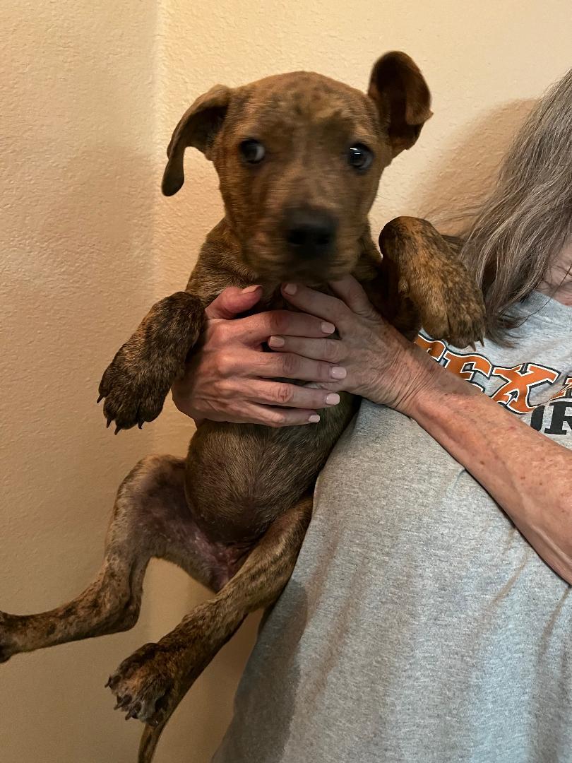 Enlarge Laramie (Lolly), a Adoptable mixed breed in Carrollton, TX image 4/5