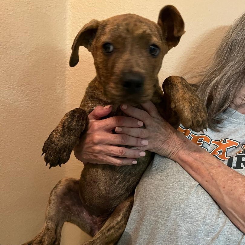 Laramie (Lolly), a Adoptable mixed breed in Carrollton, TX image 4/5