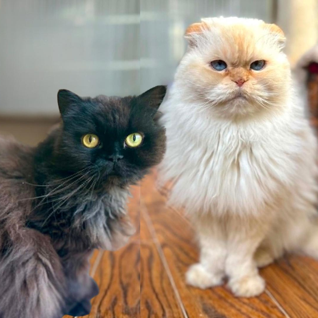 Rajah and Chocolate, ADOPTABLE, Senior Male Himalayan & Scottish Fold.