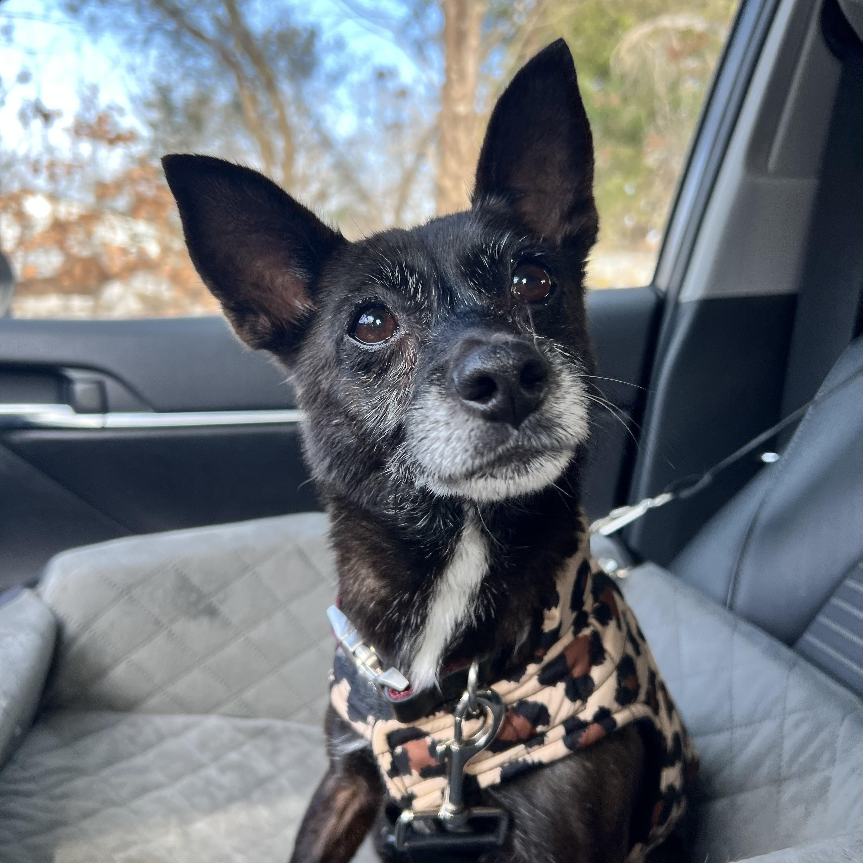 Enlarge Frida, an adopted mixed breed in Hughesville, MD image 4/6