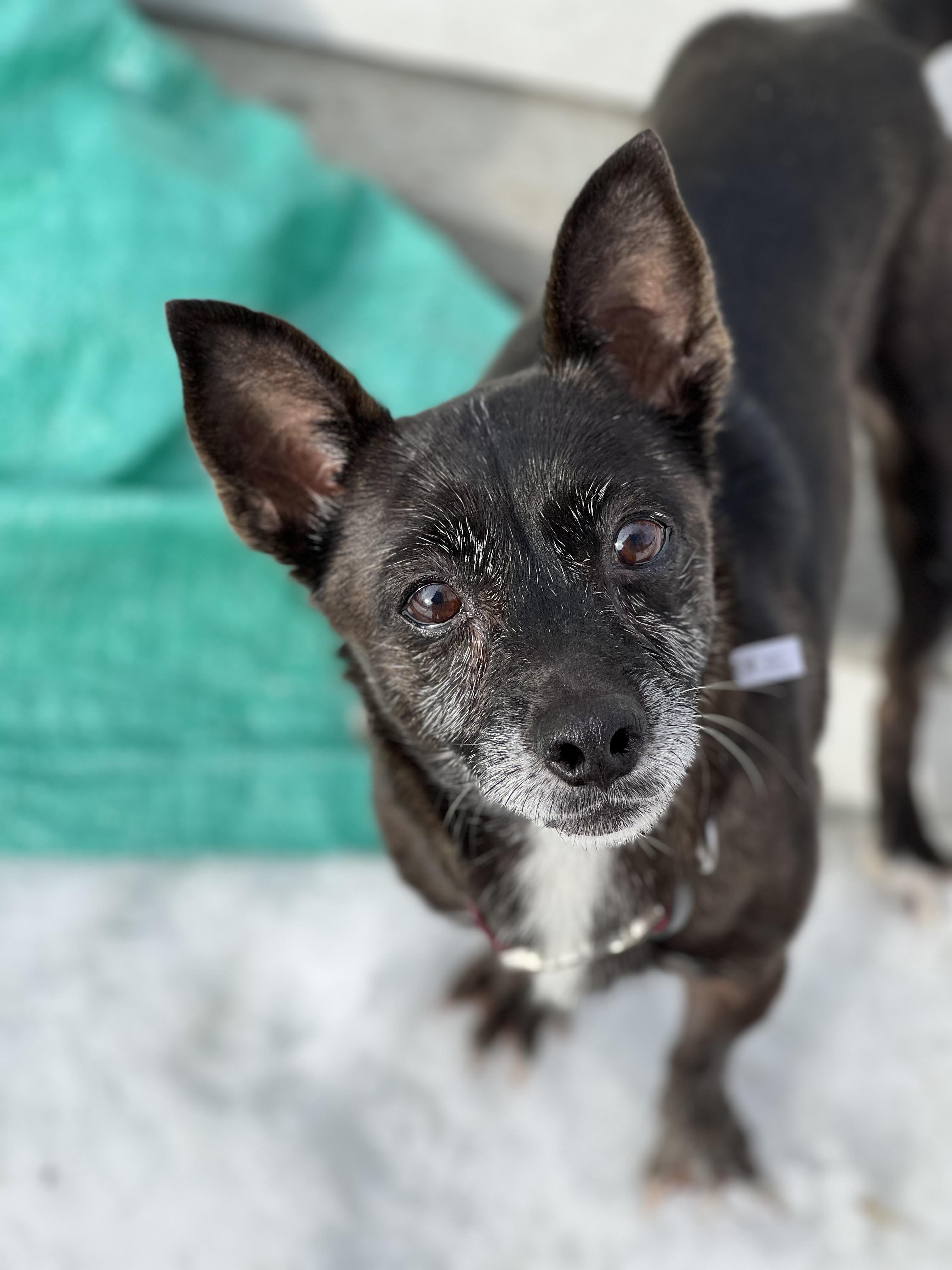 Enlarge Frida, an adopted mixed breed in Hughesville, MD image 5/6