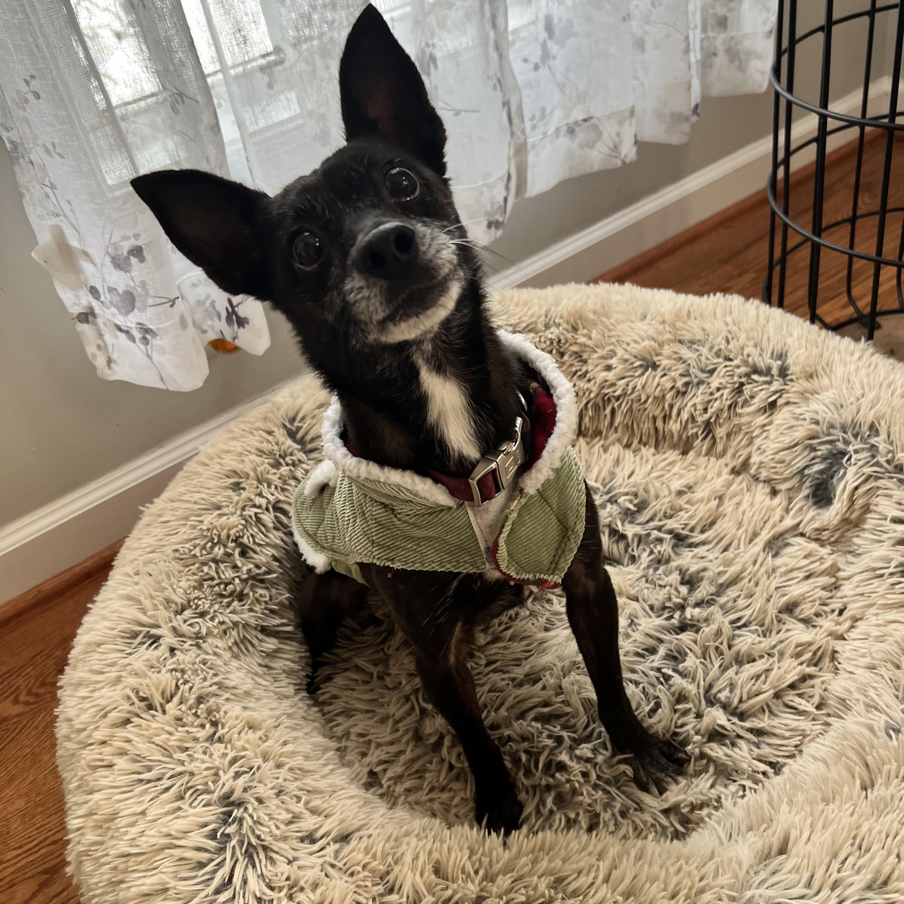 Enlarge Frida, an adopted mixed breed in Hughesville, MD image 6/6