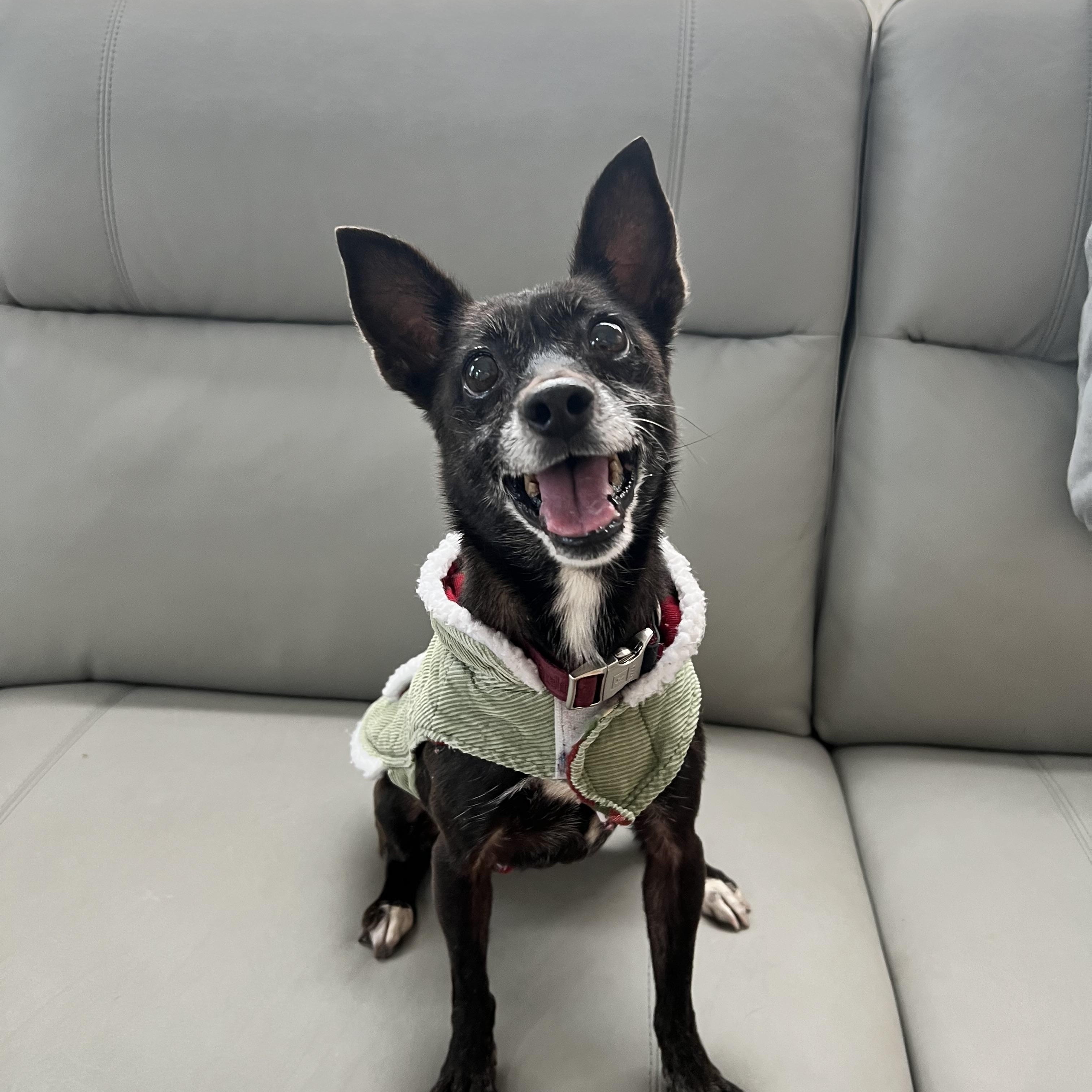 Frida, adopted, Senior Female Chihuahua.