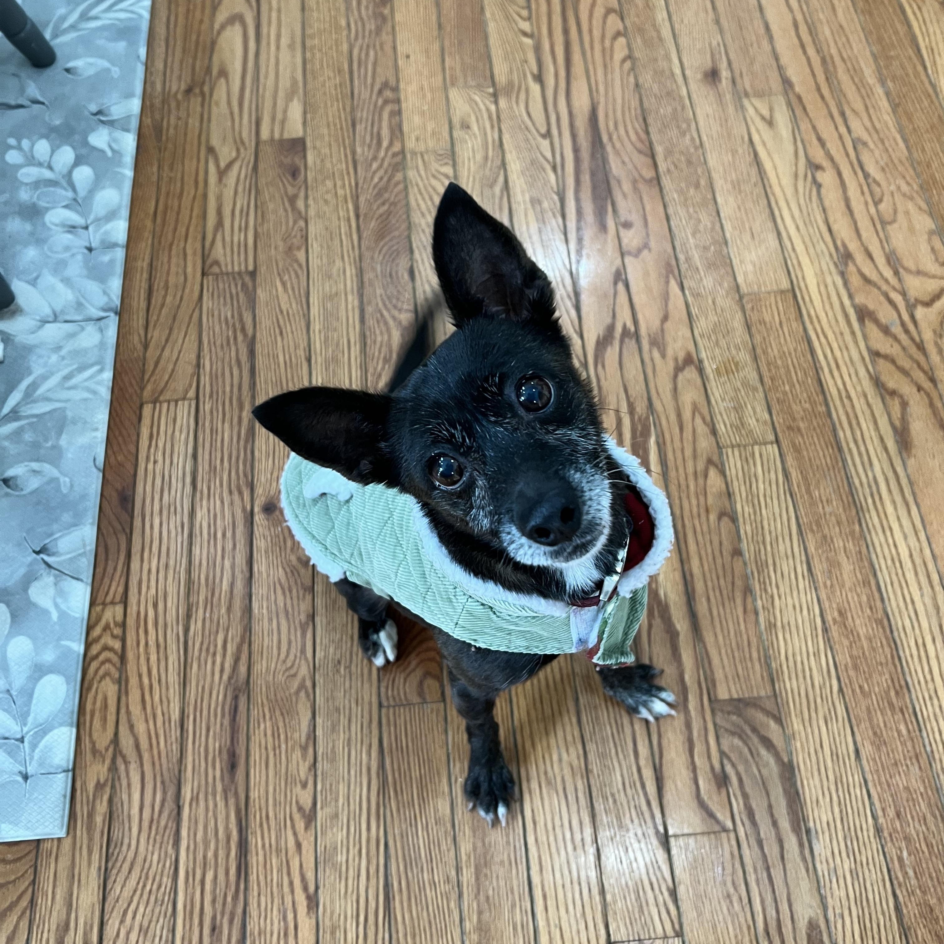 Enlarge Frida, an adopted mixed breed in Hughesville, MD image 3/6