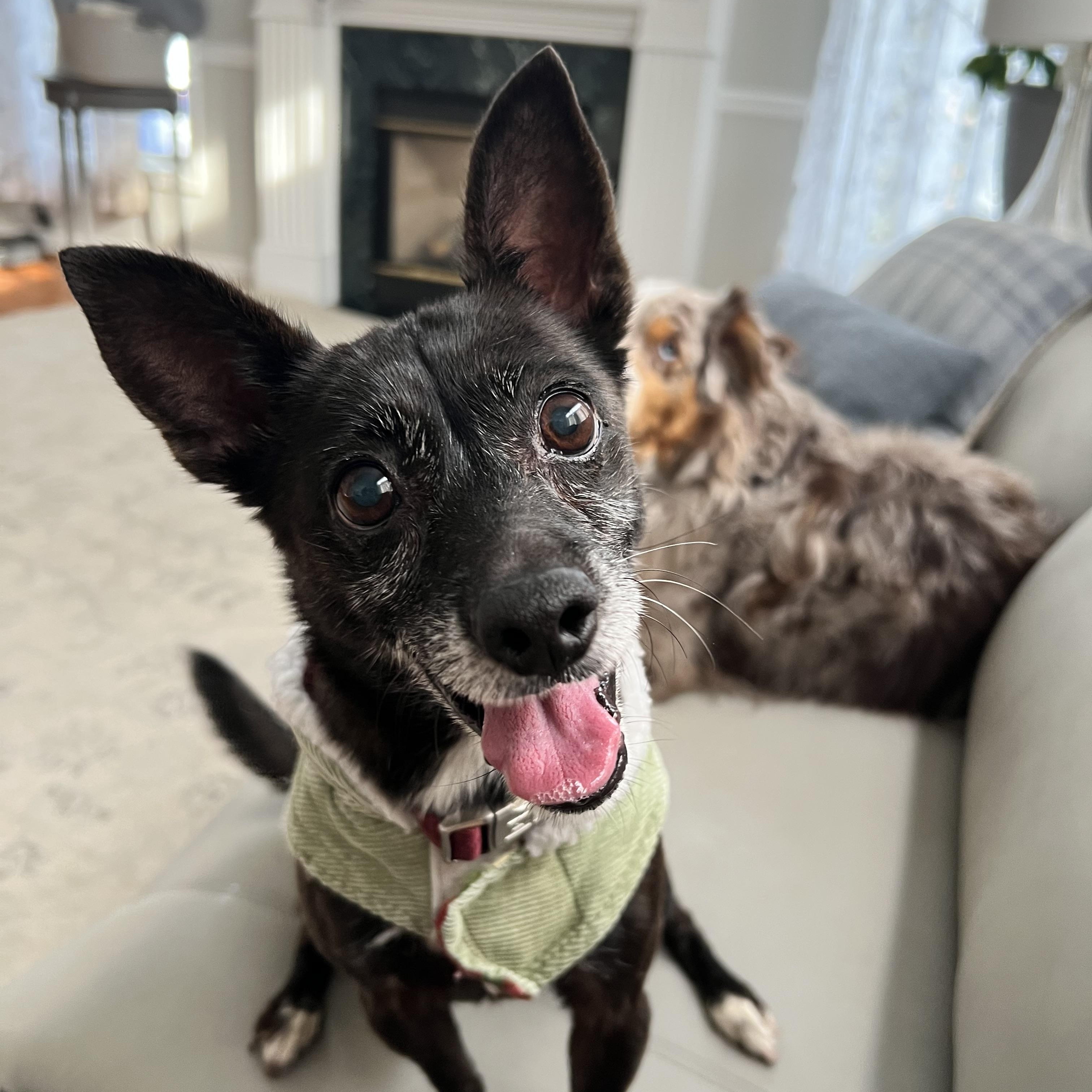 Enlarge Frida, an adopted mixed breed in Hughesville, MD image 2/6