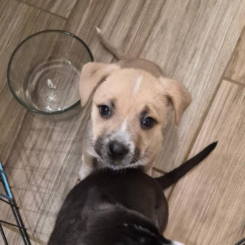 Enlarge Jessie Toystory C606, a Adoptable mixed breed in Allen, TX image 1/6