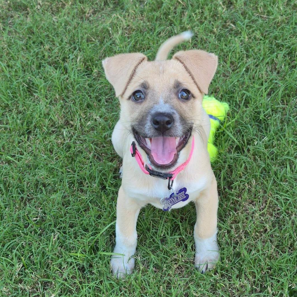 Enlarge Jessie Toystory C606, a Adoptable mixed breed in Allen, TX image 2/6