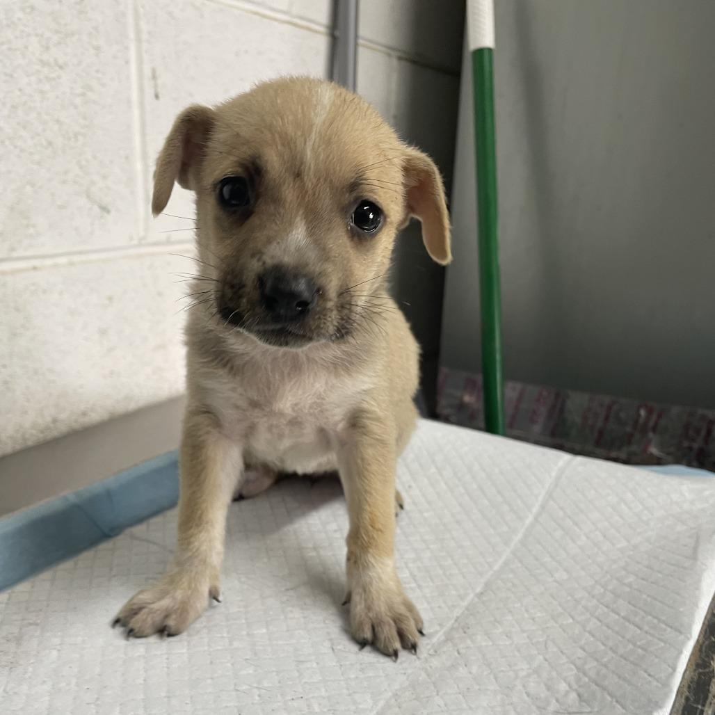Enlarge Jessie Toystory C606, a Adoptable mixed breed in Allen, TX image 3/6